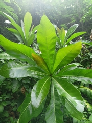 Ficus pseudopalma, photograph (c) Beah Vega, some rights reserved (CC BY)