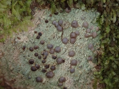 Megalosporaceae