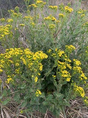 Senecio subcanescens