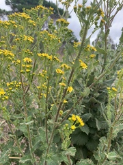 Senecio subcanescens