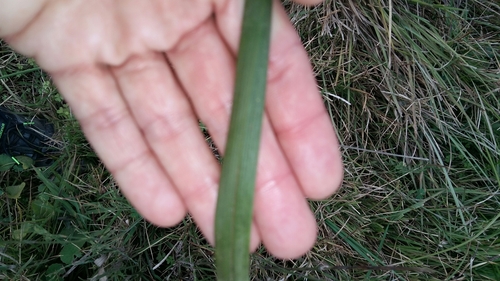 Image of Moraea spathulata by (c) Karen Eichholz, some rights reserved (CC BY)