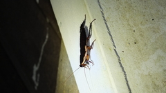 Drymaplaneta semivitta