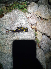 Salamandra corsica