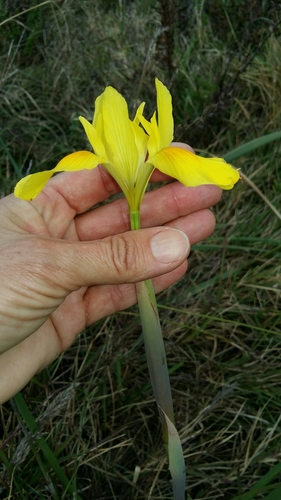 Image of Moraea spathulata by (c) Karen Eichholz, some rights reserved (CC BY)