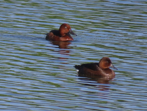 Ferruginous Duck
