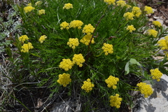 Musineon tenuifolium