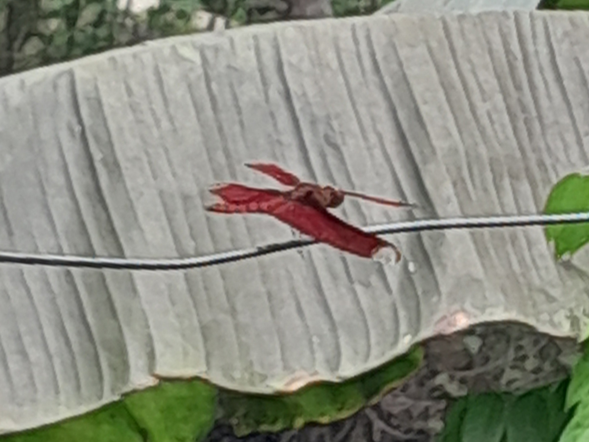 Fulvous Forest Skimmer