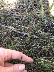 Hibbertia acicularis