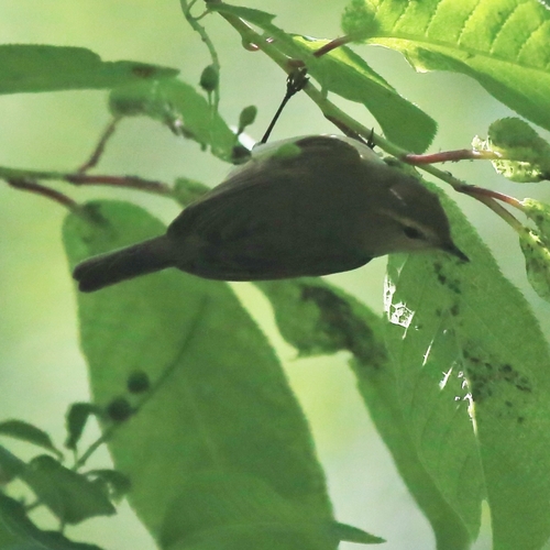 Greenish Warbler (Phylloscopus trochiloides), photo 3