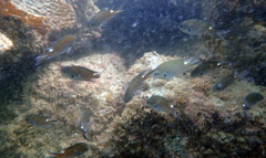 Chromis fumea