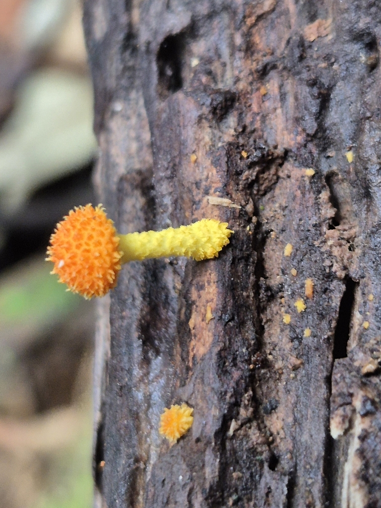 Cyptotrama asprata · May 2025 · photo: © olliesaurus (iNaturalist, CC)