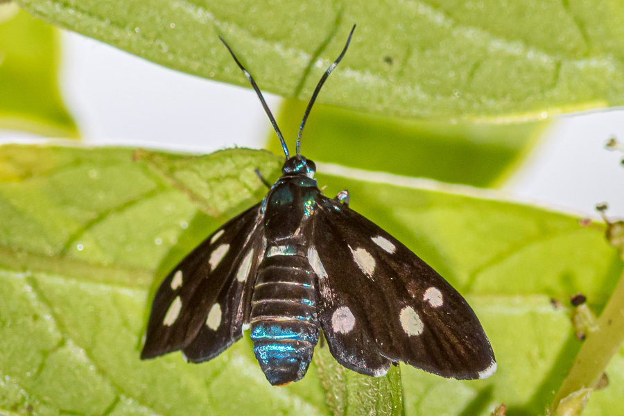 Chrysartona stipata