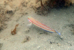 Pterogobius virgo