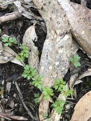 Xanthosia dissecta