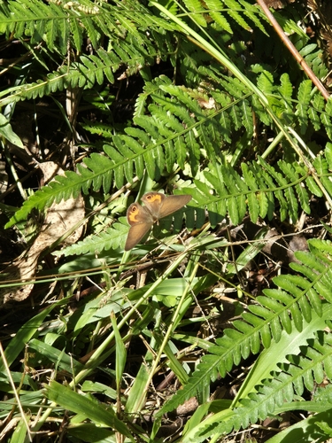 Brown Ringlet photo 3