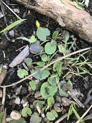 Centella cordifolia