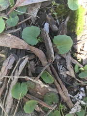 Centella cordifolia