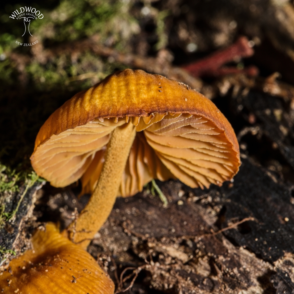 Heimiomyces velutipes · May 2025 · photo: © robbiebgraham (iNaturalist, cc0)