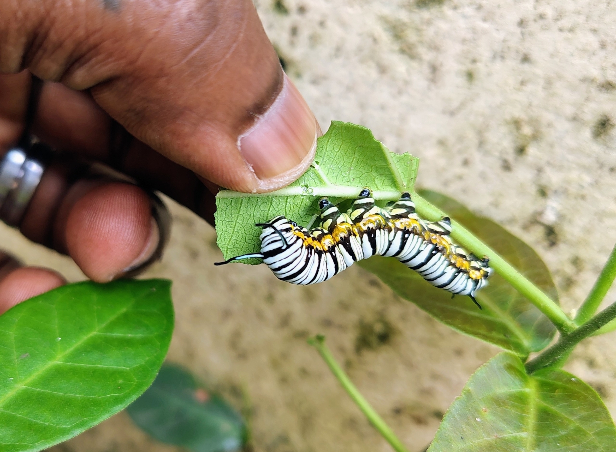 Blue Tiger