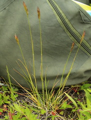 Danthonia intermedia riabuschinskii