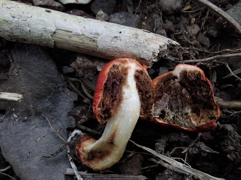 Leratiomyces erythrocephalus · May 2025 · photo: © armillariabianca (iNaturalist, cc0)