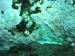 Cochleoceps orientalis