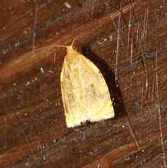 Sparganothis sulfureana