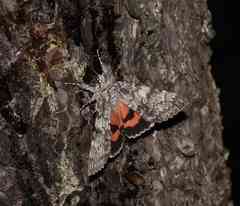 Catocala semirelicta