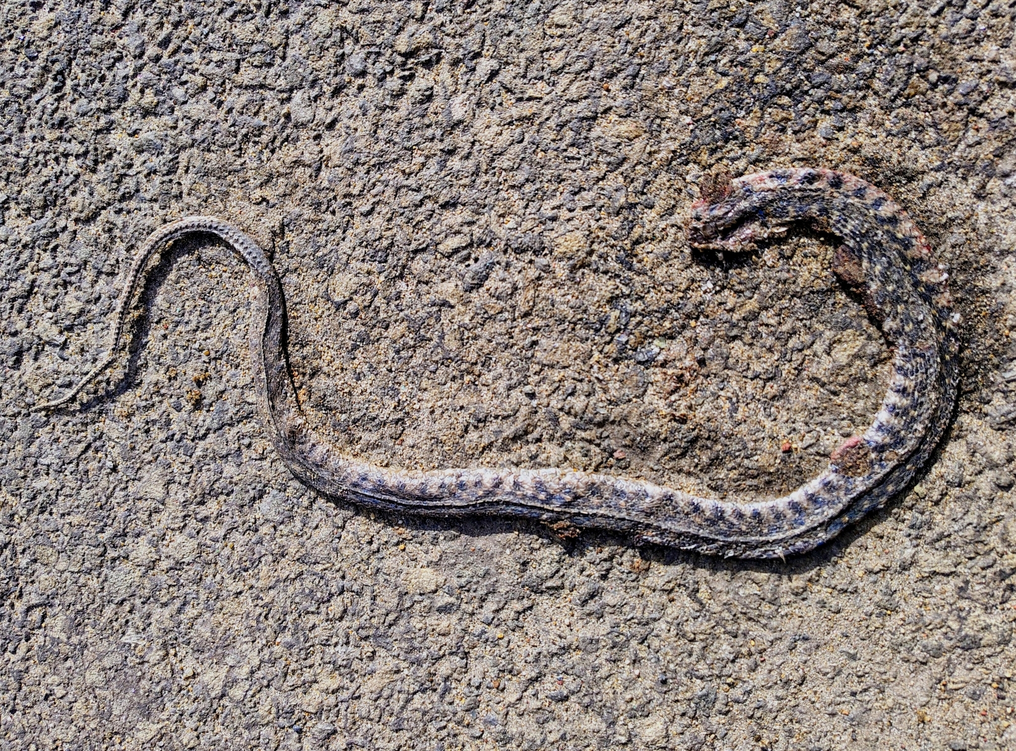 Asiatic water snake