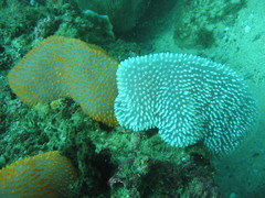 Polycitor giganteus