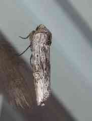 Lithomoia germana