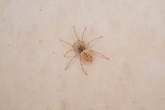 Oecobius maculatus