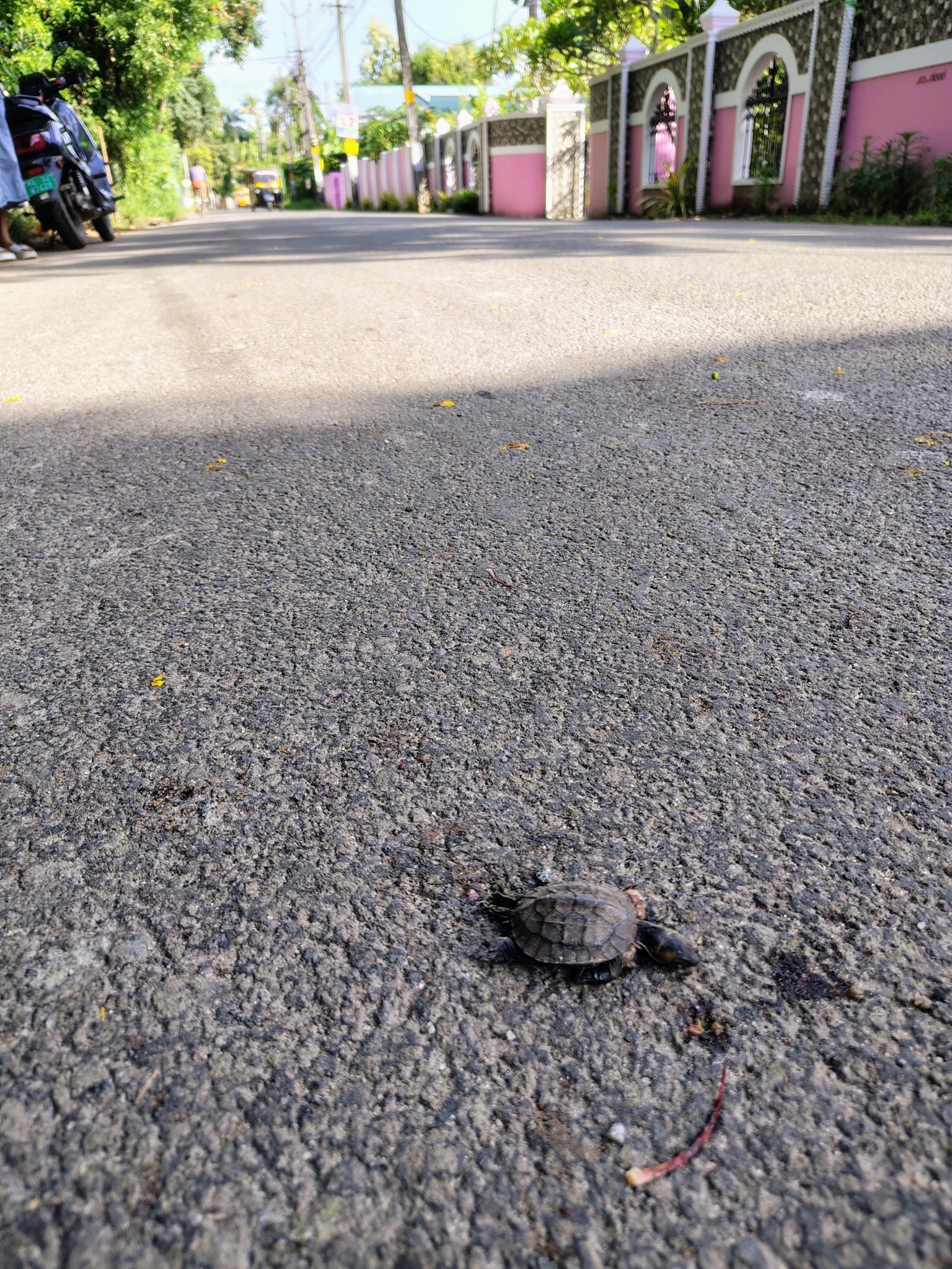 Indian Black Turtle