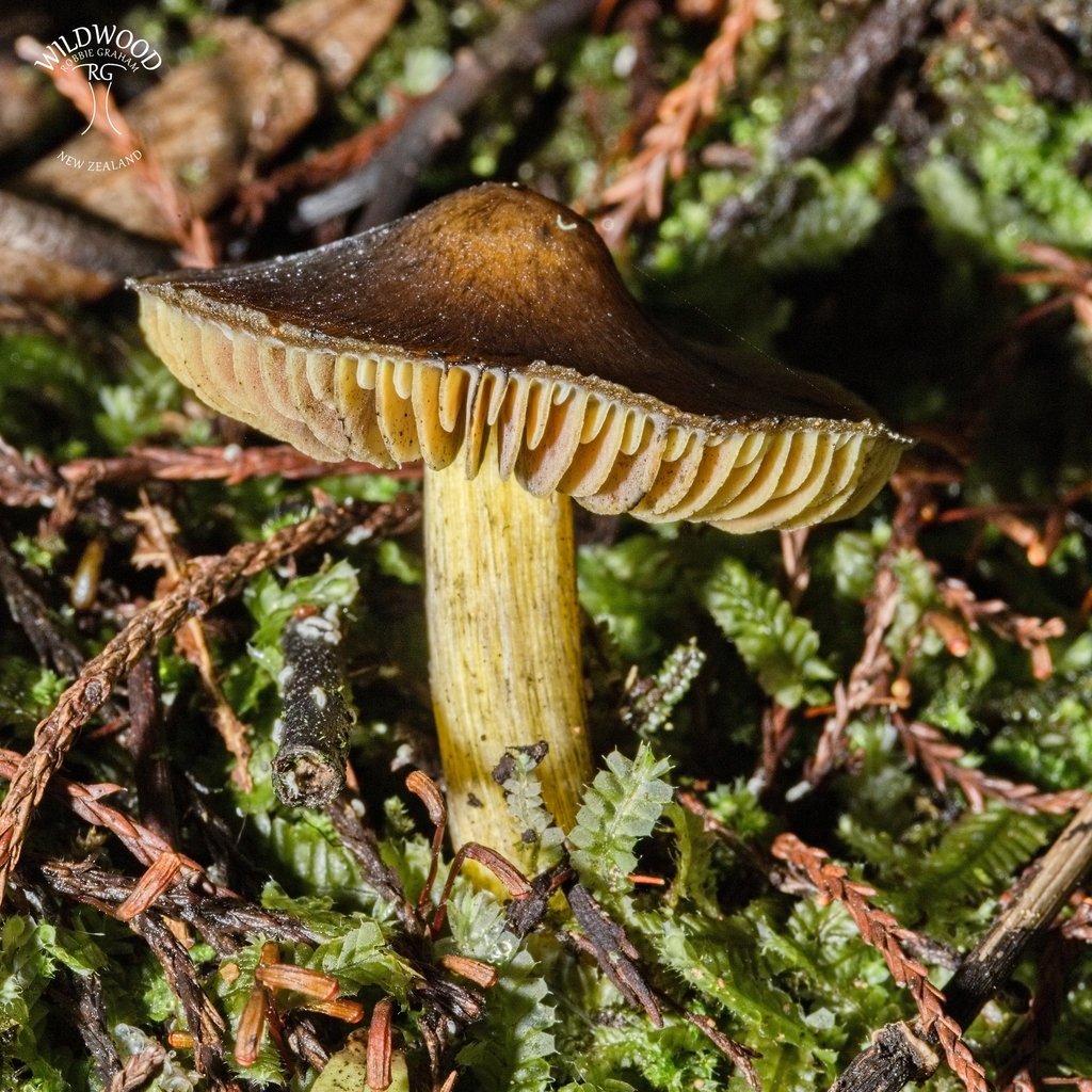 Hygrocybe astatogala · May 2025 · photo: © robbiebgraham (iNaturalist, cc0)