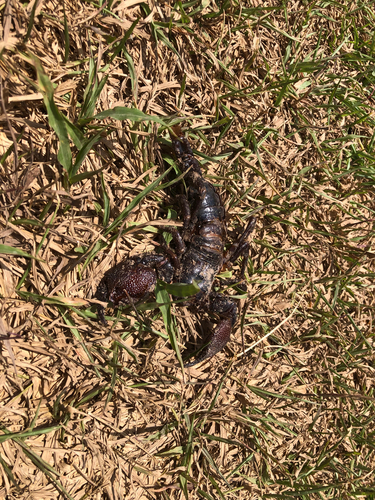 Common Emperor Scorpion