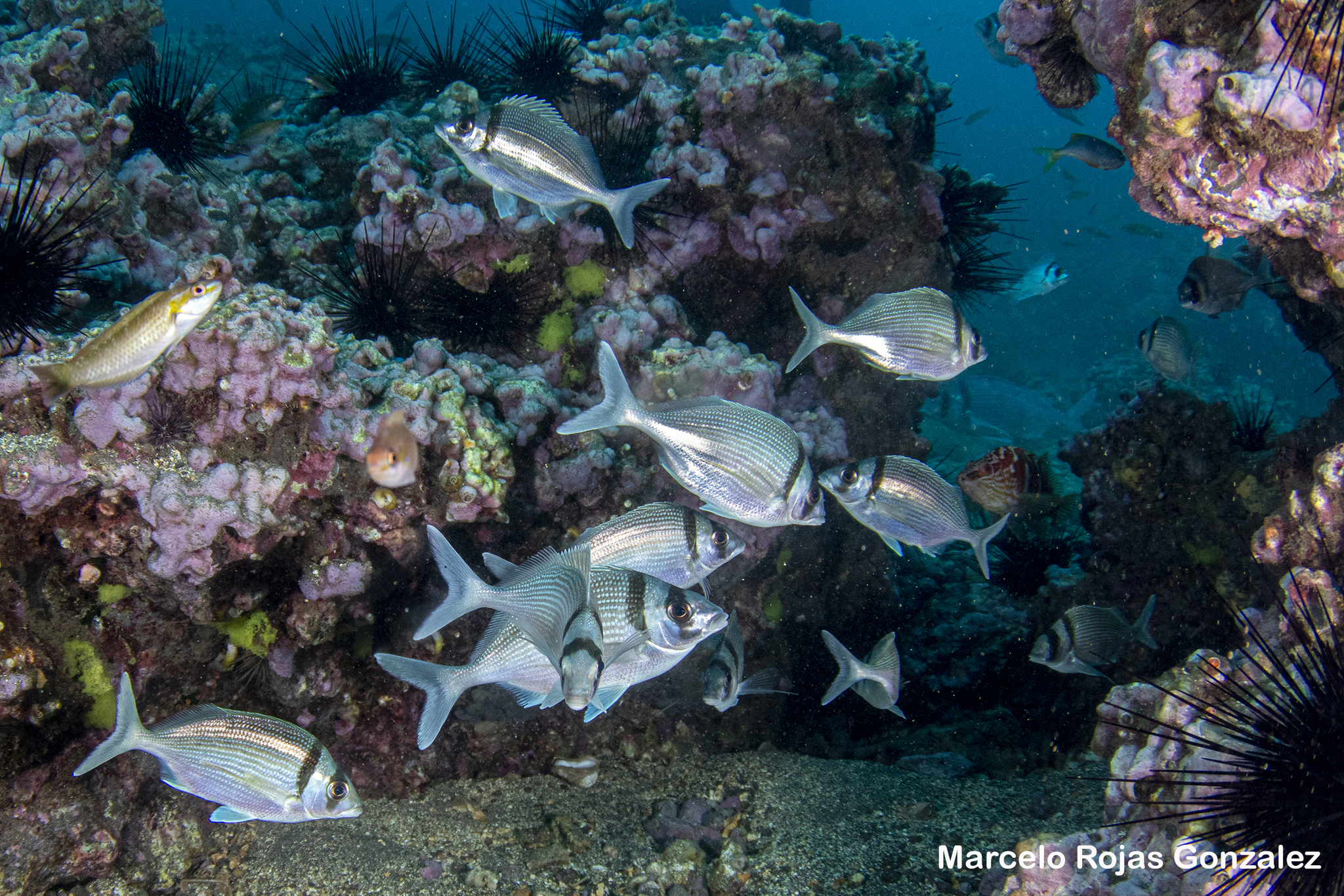 Gay's Morwong photo 6