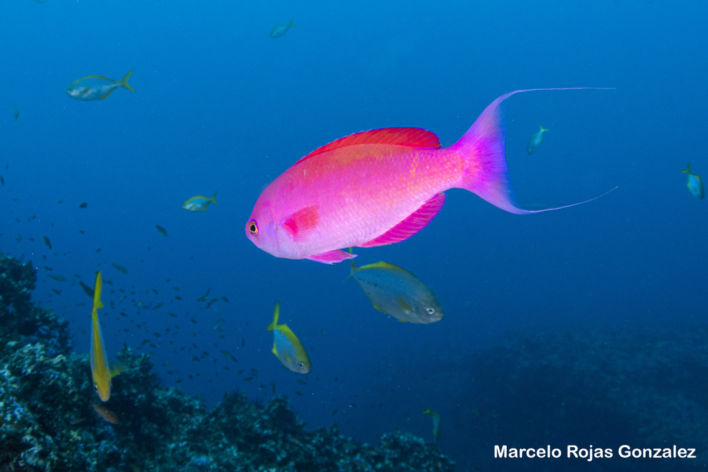 Island Splendid Perch