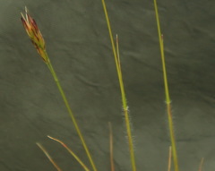 Danthonia intermedia riabuschinskii