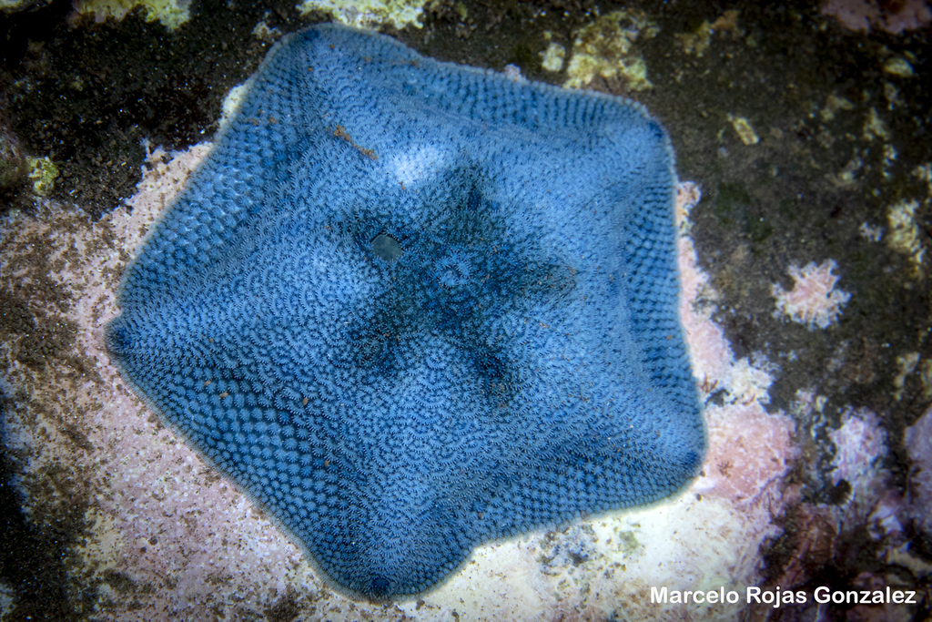 Parvulastra calcarata