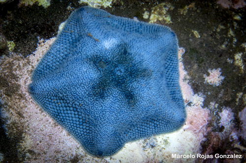 Parvulastra calcarata