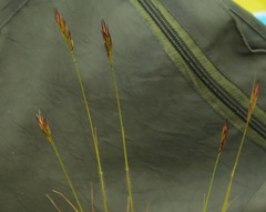 Danthonia intermedia riabuschinskii