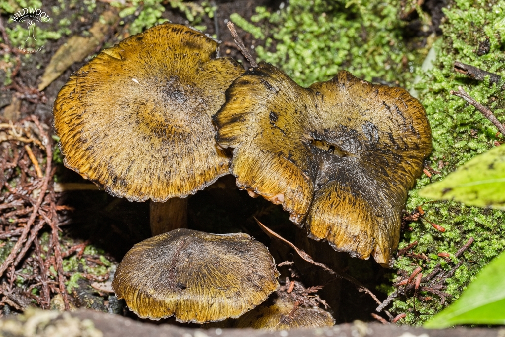 Hygrocybe astatogala · May 2025 · photo: © robbiebgraham (iNaturalist, cc0)