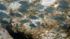 Girella punctata