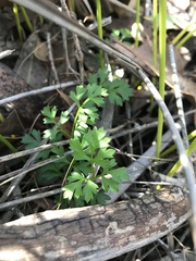 Xanthosia dissecta