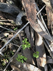 Xanthosia dissecta