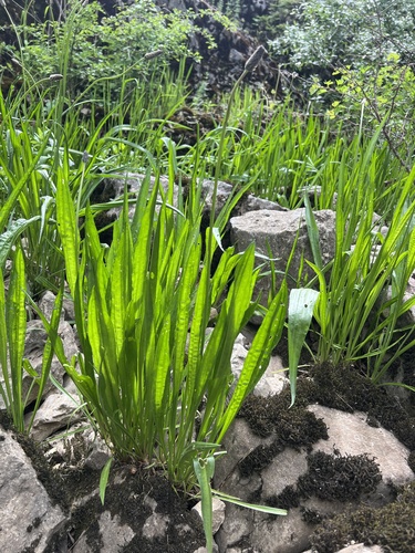 Plantago altissima