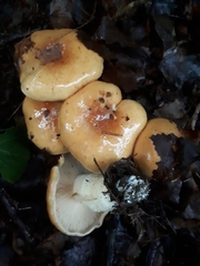 Cortinarius polymorphus