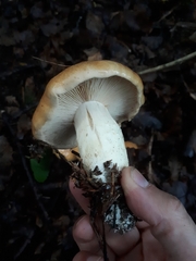 Cortinarius polymorphus