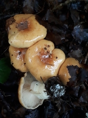 Cortinarius polymorphus
