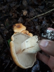 Cortinarius polymorphus